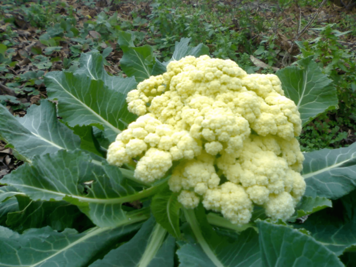 Cauliflower in the garden