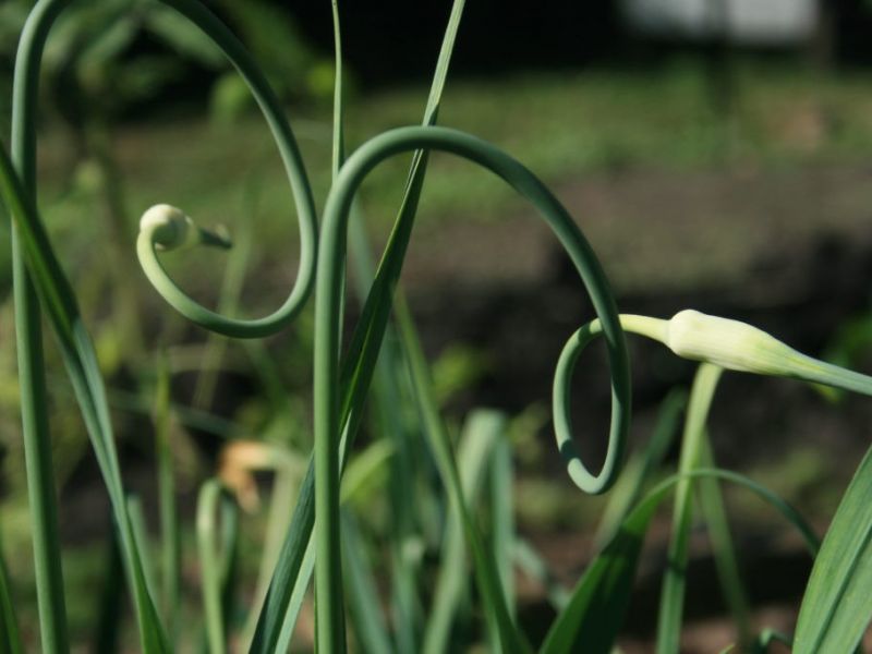 Planting garlic in spring: about the nuances for beginners