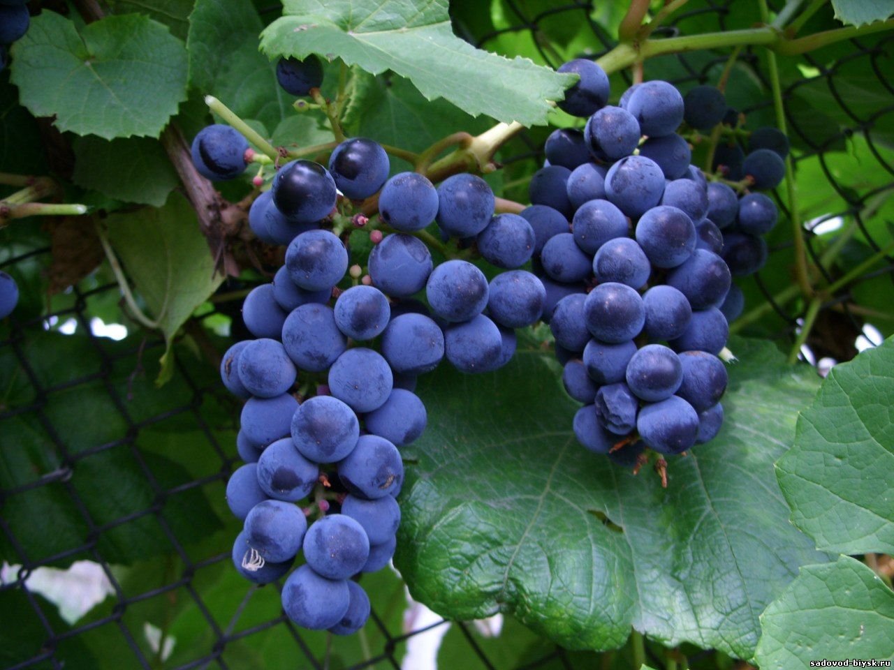 Blackie is an unpretentious and high-yielding grape variety