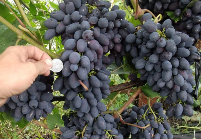 Ripe bunches of Codryanka grapes