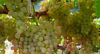 Grape variety Korinka Russian