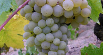 Grape variety Moscow resistant