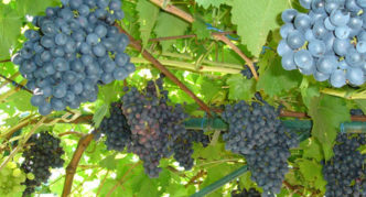 Muromets grape variety