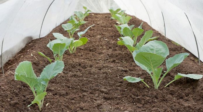 Shelter for planted seedlings