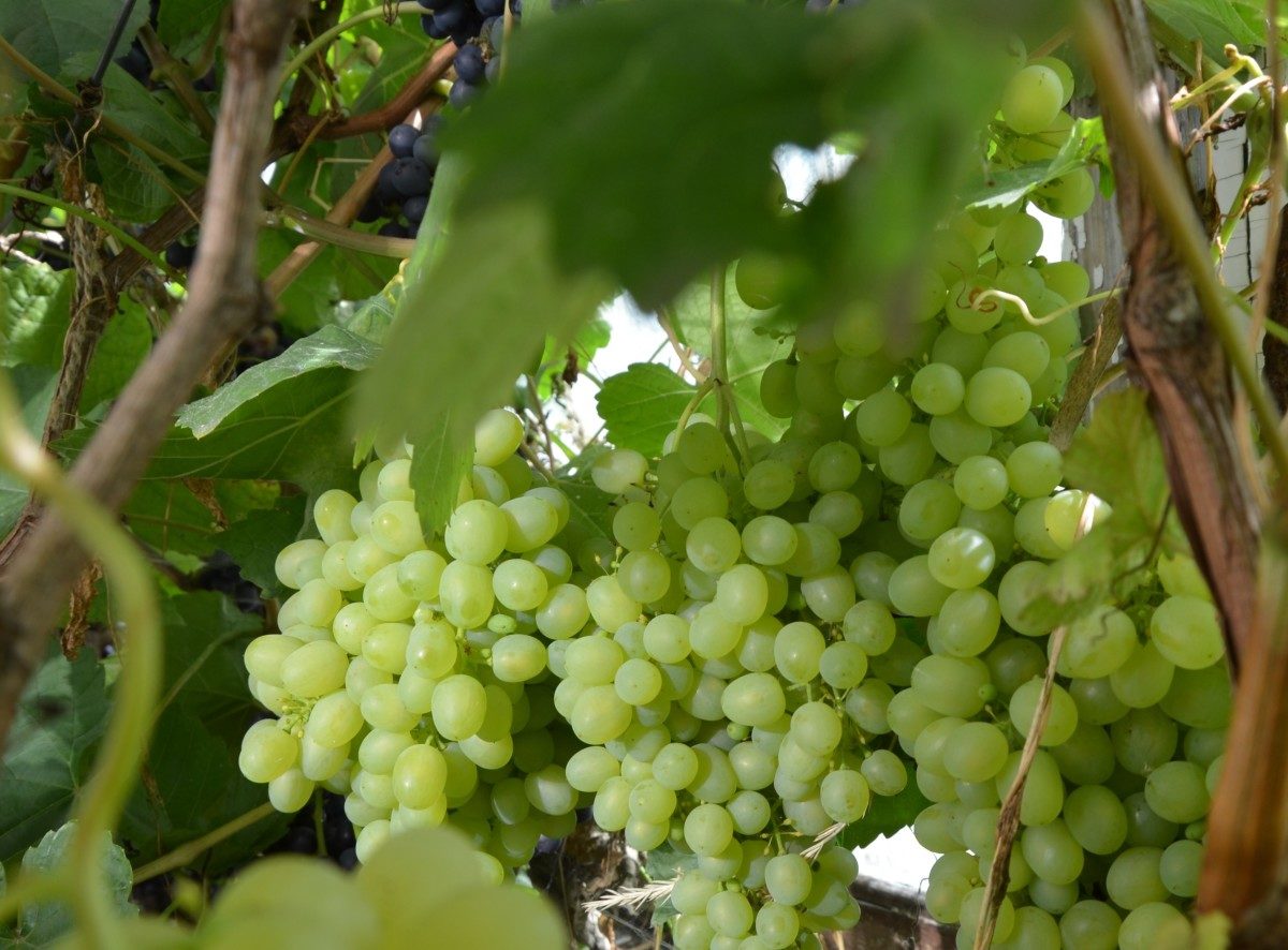 Aleshenkin grapes