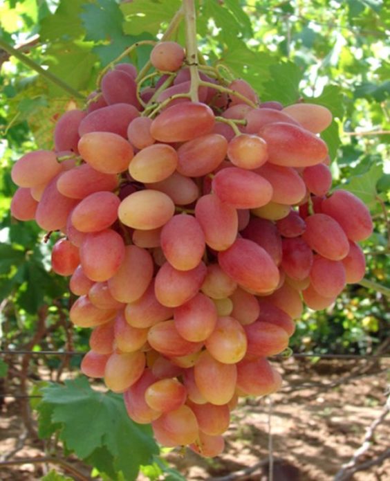 Transfiguration grapes