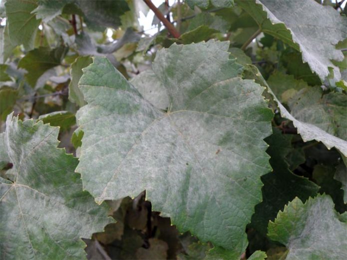 Oidium - powdery mildew