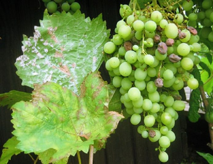 Scab on grapes