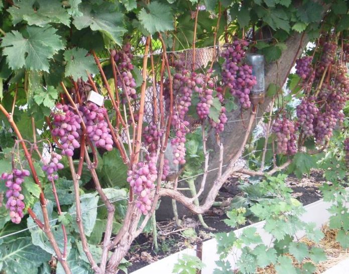 Victoria grape bush