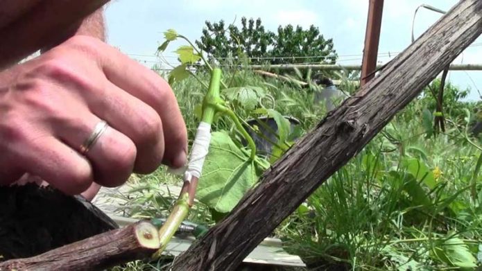 Grafting grapes