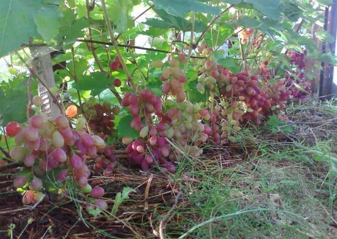 Victoria grapes on a trellis