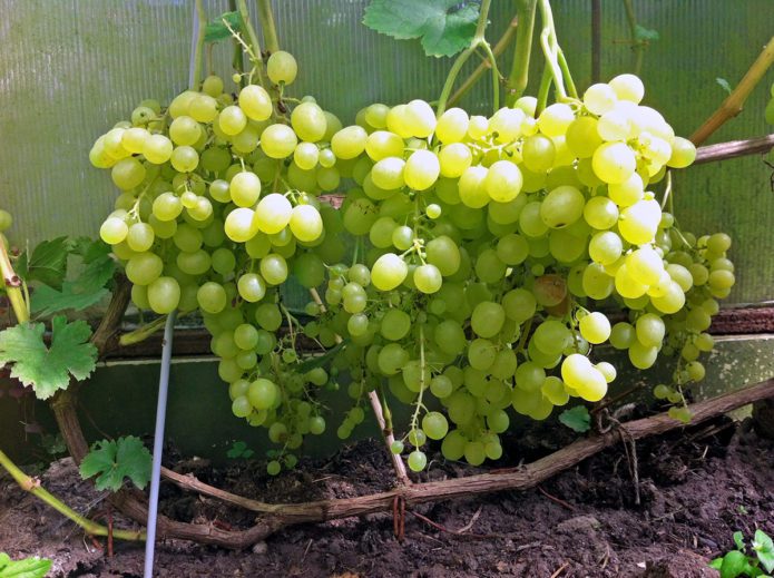 Aleshenkin grapes