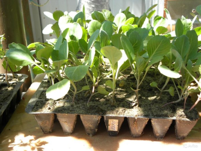 Seedlings of cabbage on the windowsill