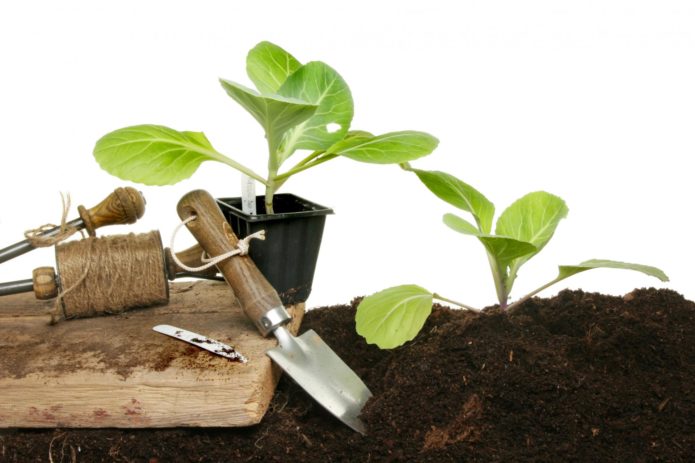 Growing cabbage seedlings