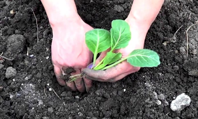 Planting cabbage seedlings in the ground