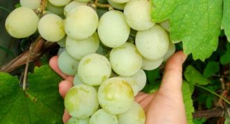 Kesha grapes