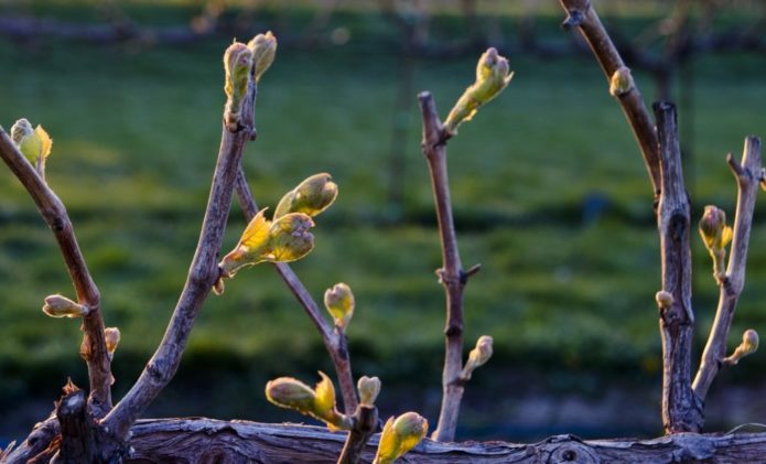 Grapes in spring