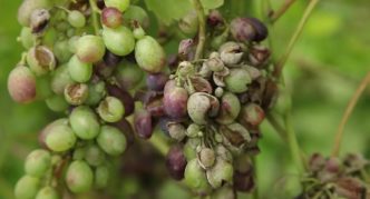 Oidium on grapes