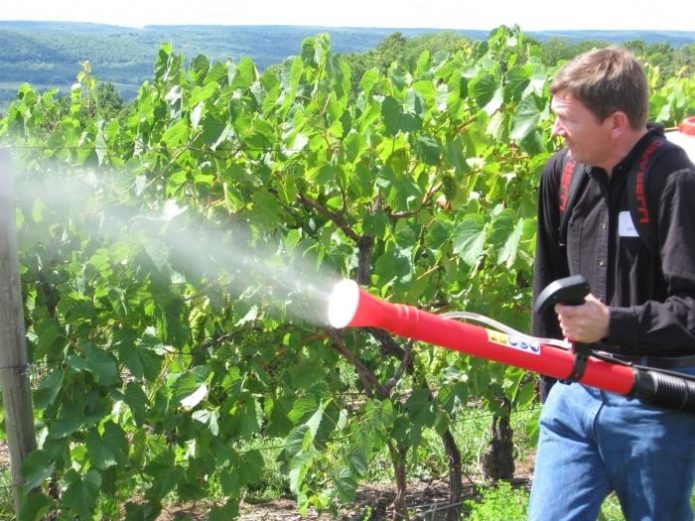 Foliar dressing of grapes