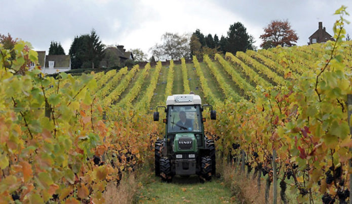 Vineyard in the UK