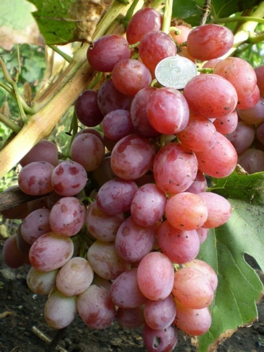 Flamingo grapes