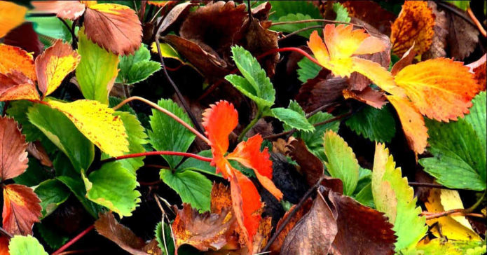 strawberries in autumn