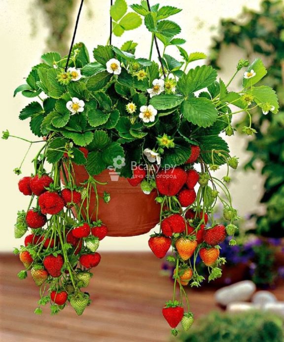 strawberries in pots