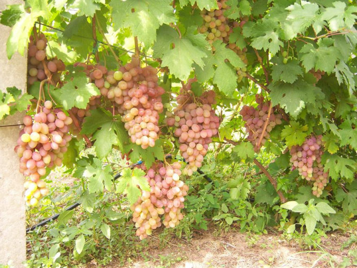 Rumba grape bush