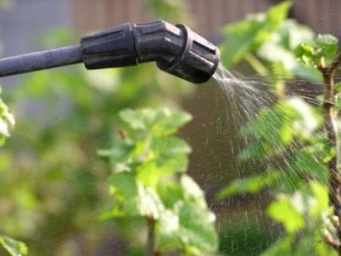 Watering grapes through a spray device