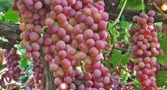 Grapes Kishmish Pink