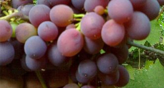 Cardinal grape