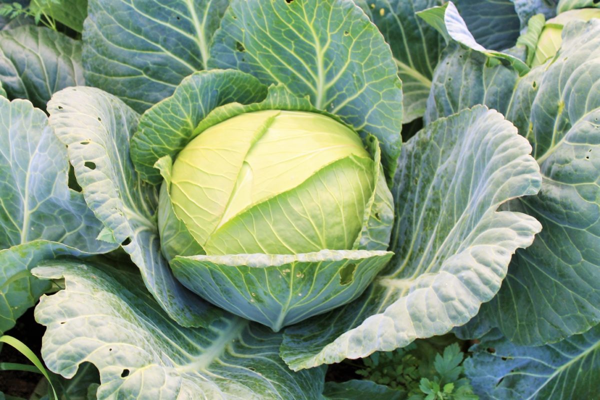 cabbage