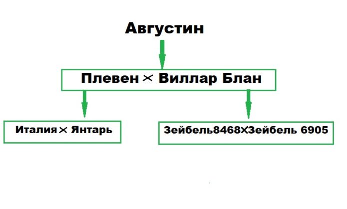 Върхът на родословното дърво