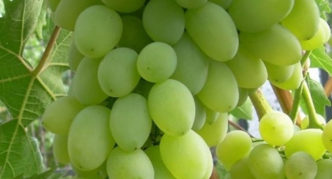 Baklanovsky grapes