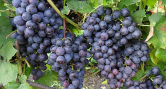 Muromets grape variety