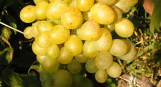 Grape variety Delight muscat