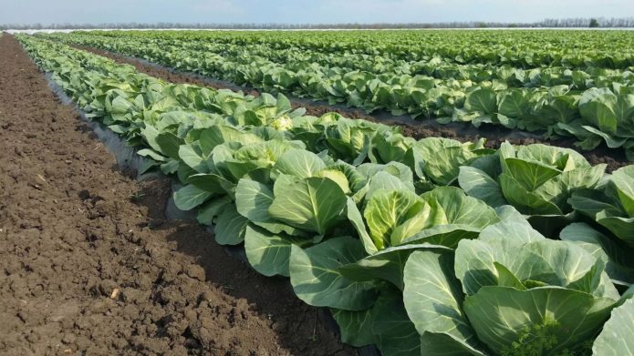 Cabbage in the field