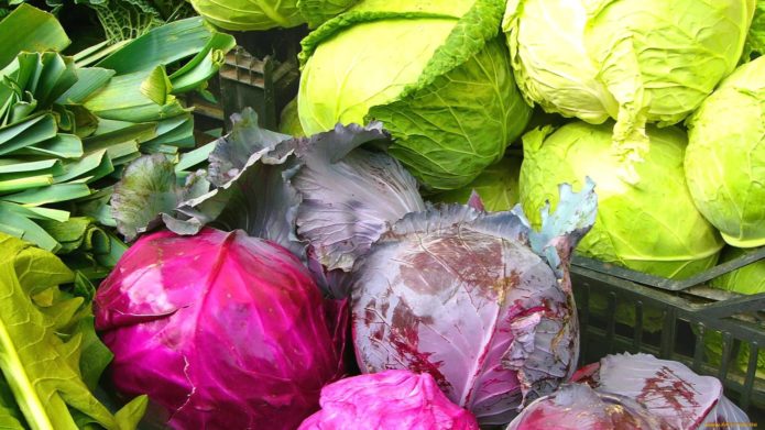 White and red cabbage