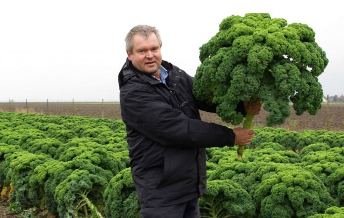 Kale harvest