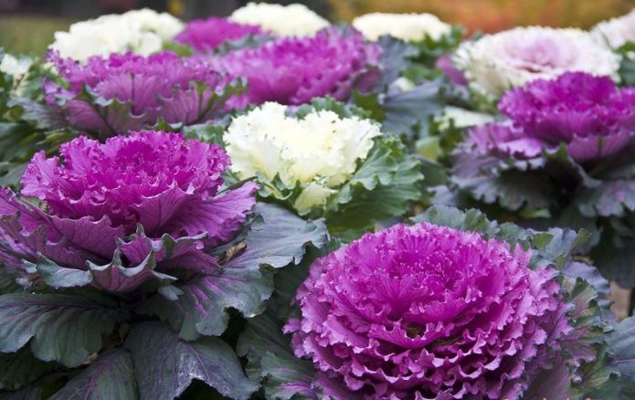 Ornamental cabbage