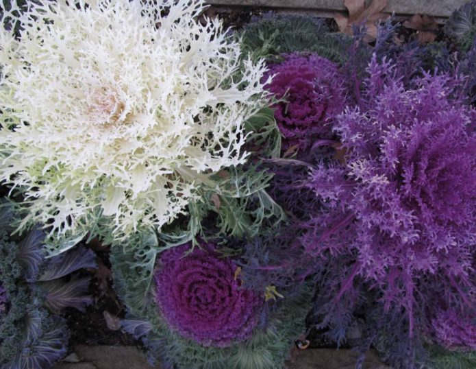 Terry varieties of ornamental cabbage