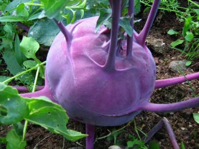 Kohlrabi purple