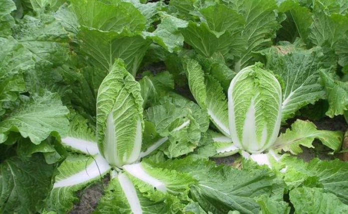 Chinese cabbage