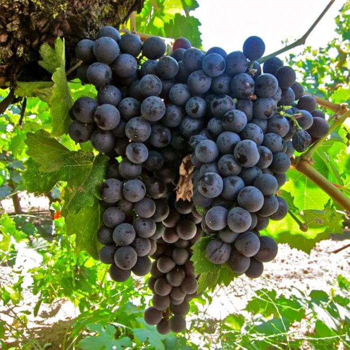 Grapes Straseni