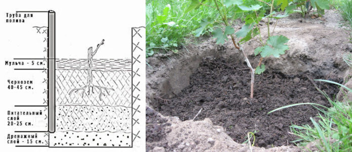 Planting scheme Kishmish 342 and planted young vine