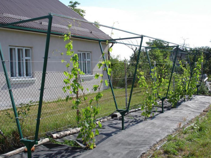 Two-lane trellis with grapes