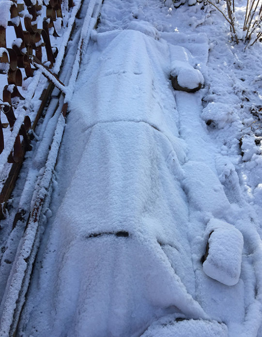 Grapes covered for the winter