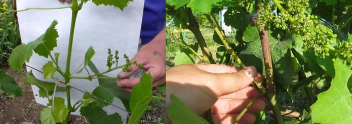 Pinching and pinching grapes Kishmish 342