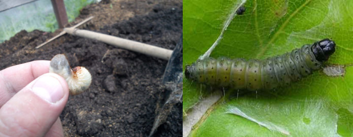 Grape pests - beetle larva and leafworm