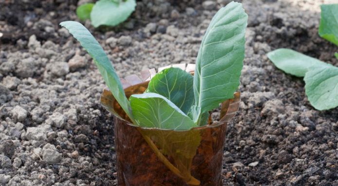 Protecting cabbage from slugs